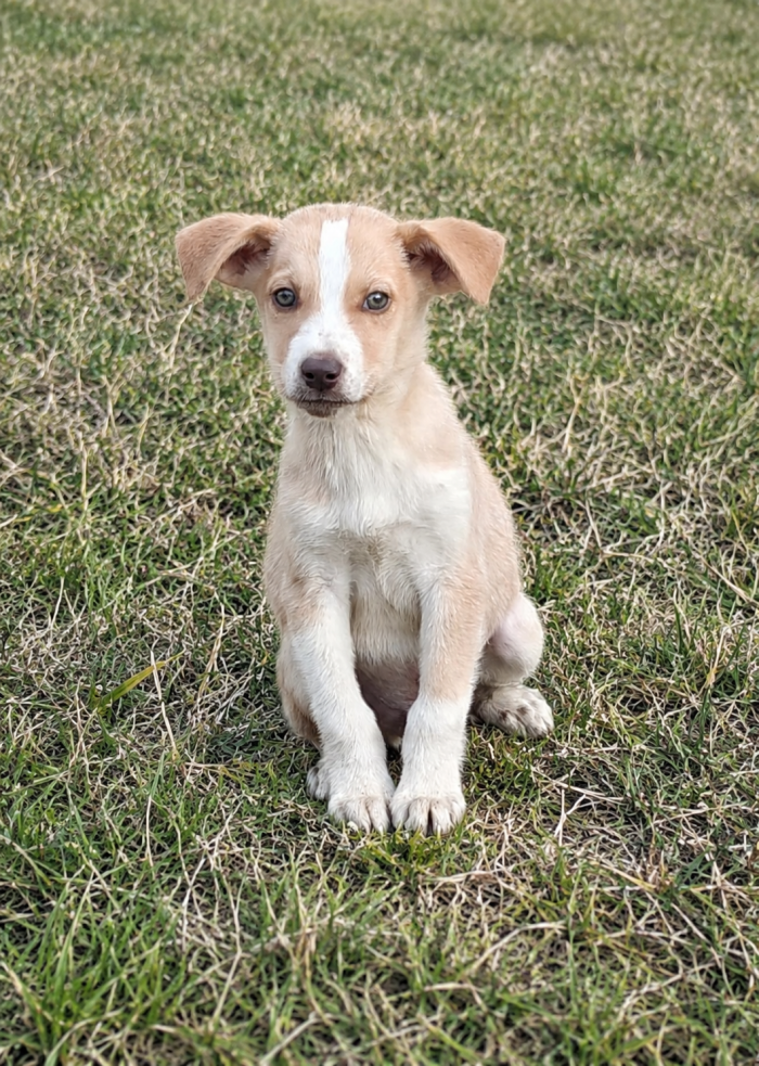 Cucciolo