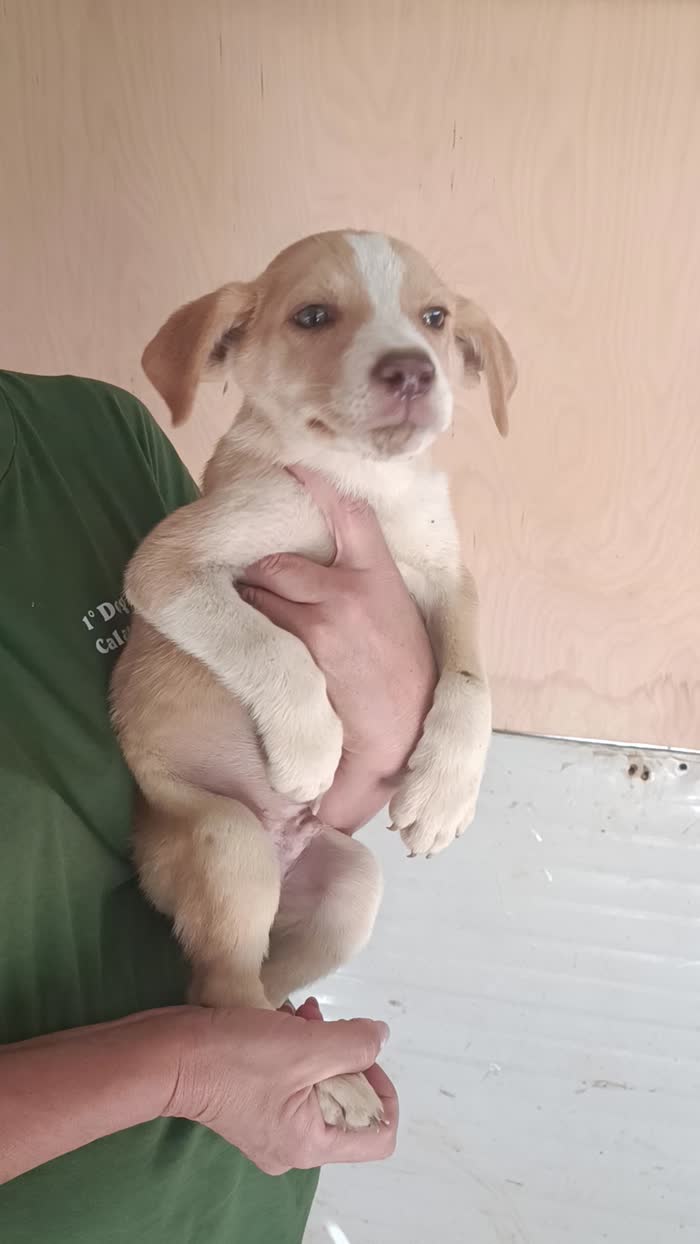 Cucciolo
