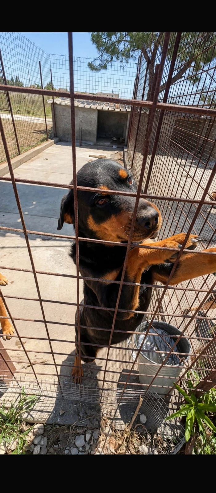 CERCA LA SUA FAMIGLIA DOPO ANNI DI CANILE