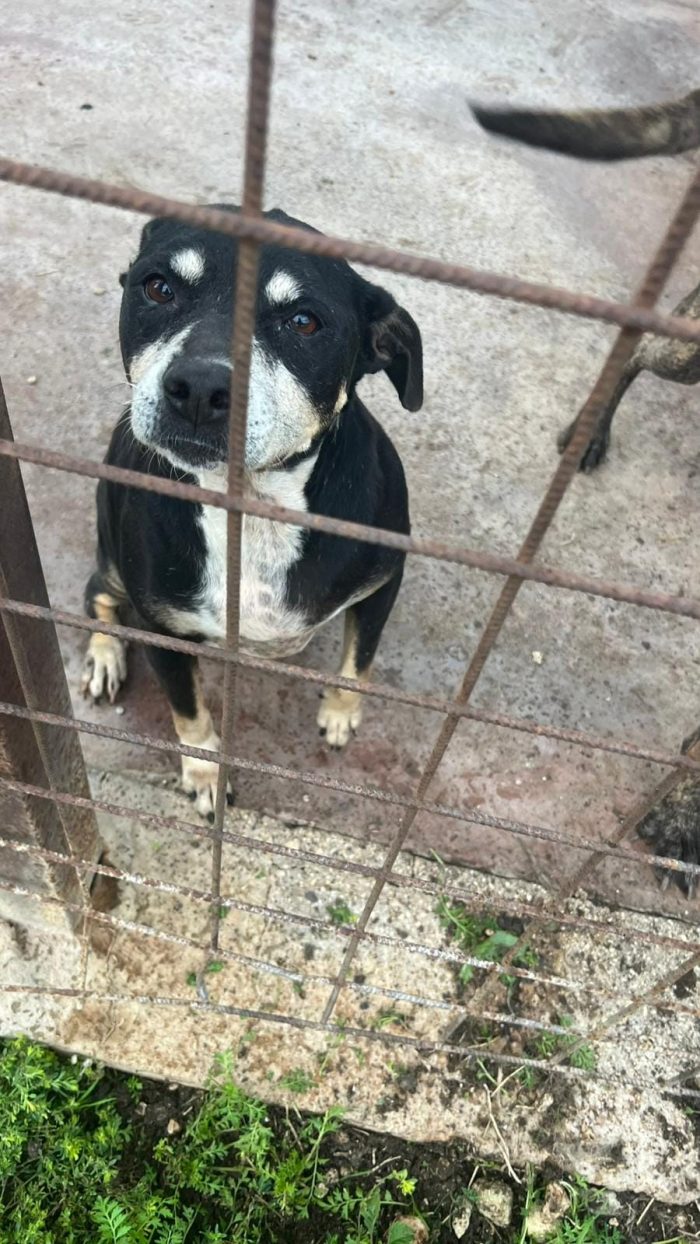 Entrata cucciola in canile, non ha mai conosciuto una famiglia