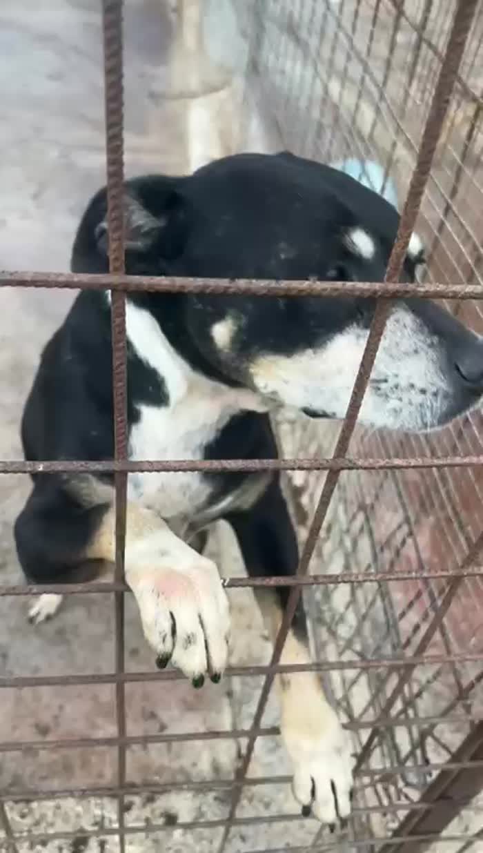 Entrata cucciola in canile, non ha mai conosciuto una famiglia