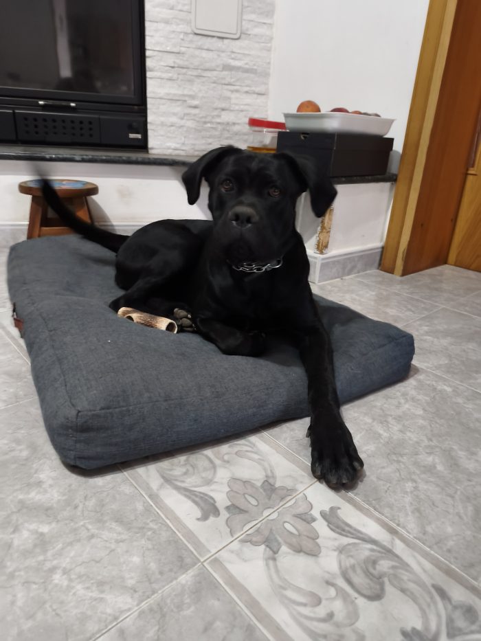 Cucciolo femmina cane corso 11 mesi