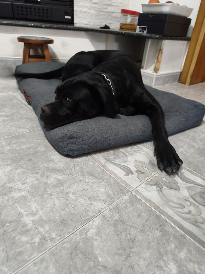 Cucciolo femmina cane corso 11 mesi