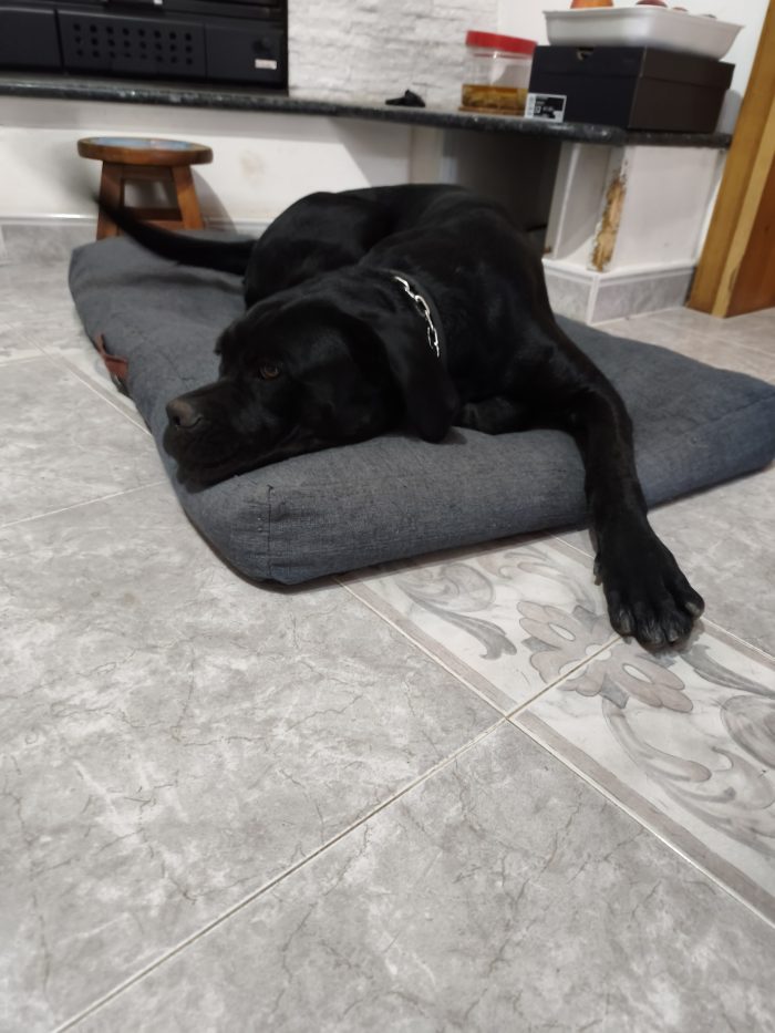 Cucciolo femmina cane corso 11 mesi