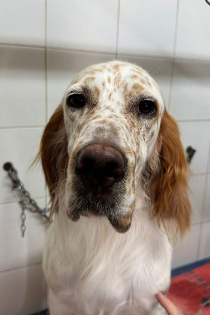 SIMBA Setter inglese  meraviglioso