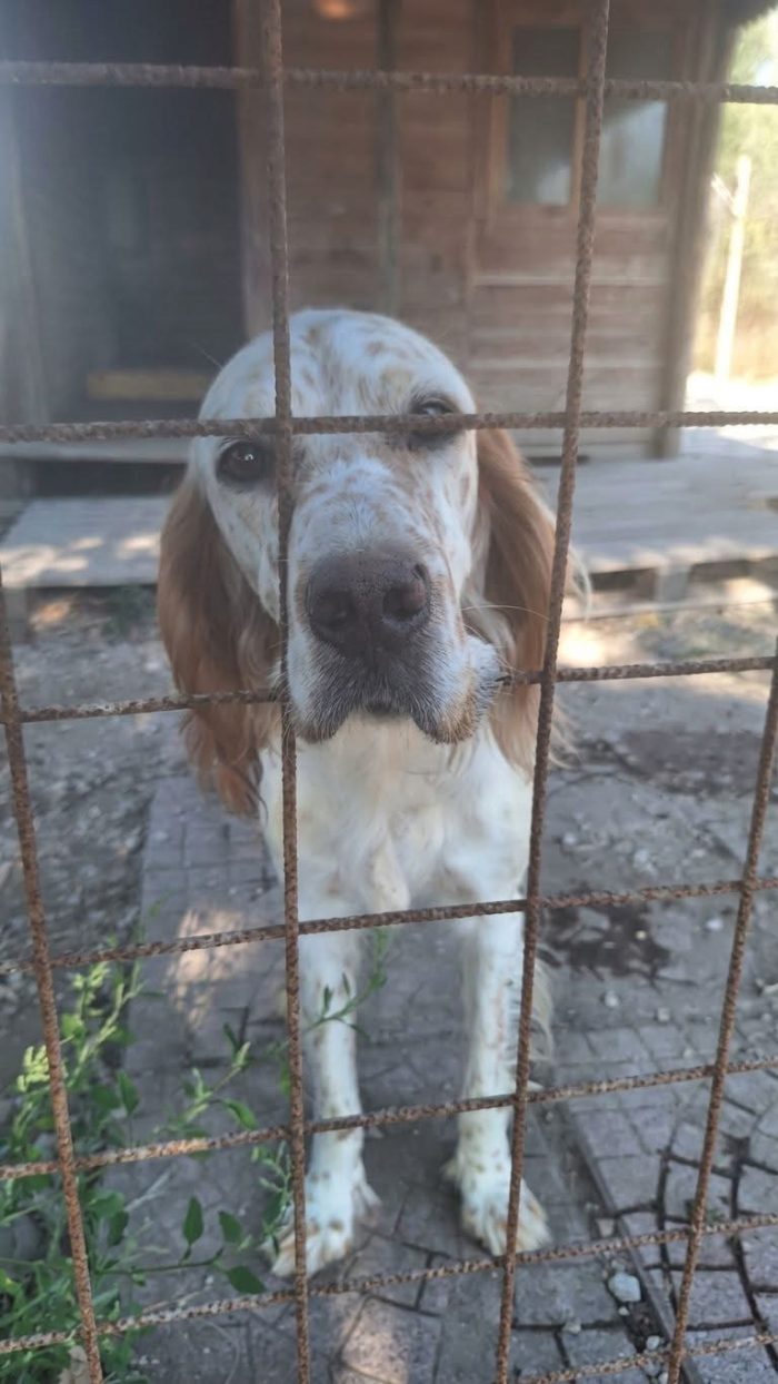 SIMBA Setter inglese  meraviglioso