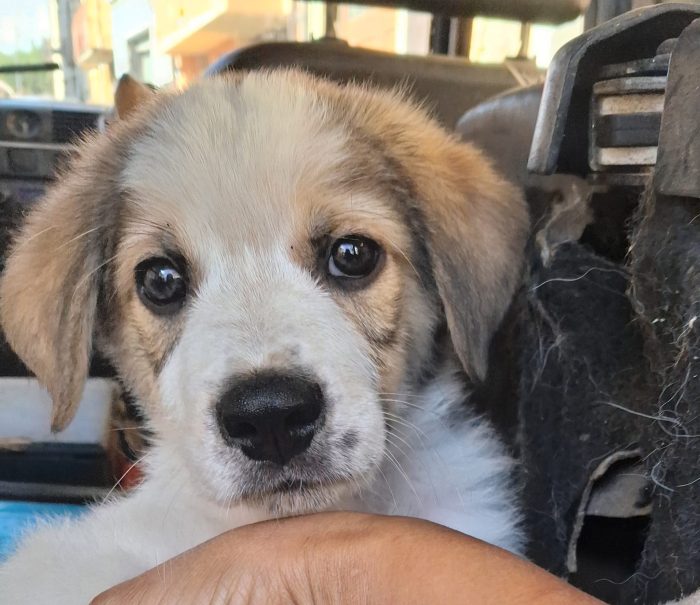 Giotto, cucciolo di 2 mesi e mezzo simil segugio