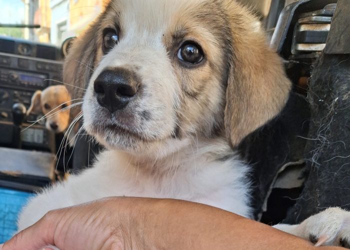 Giotto, cucciolo di 2 mesi e mezzo simil segugio