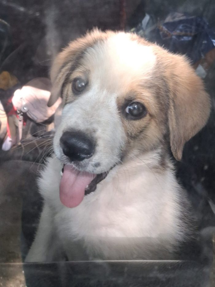 Giotto, cucciolo di 2 mesi e mezzo simil segugio