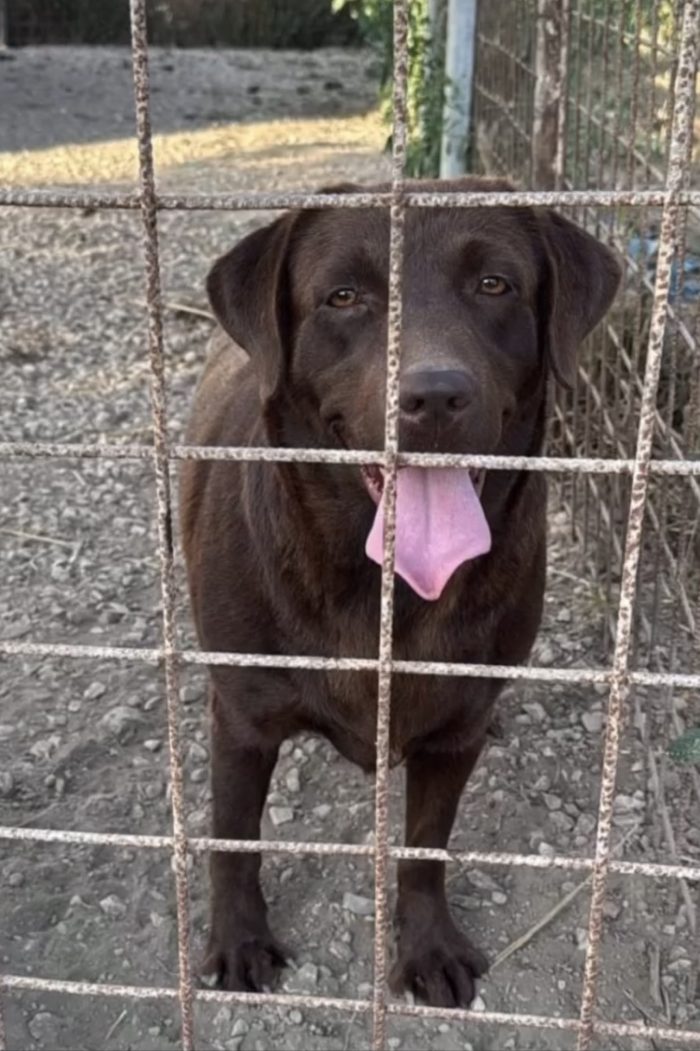 Amarena dolcissima LABRADOR CHOCOLATE