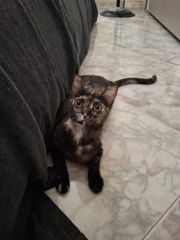 Dolcissima, 9 mesi, sana, abituata in casa