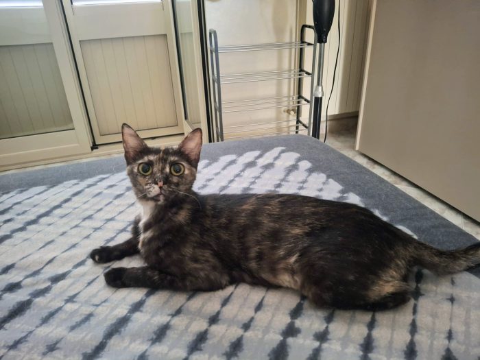 Dolcissima, 9 mesi, sana, abituata in casa