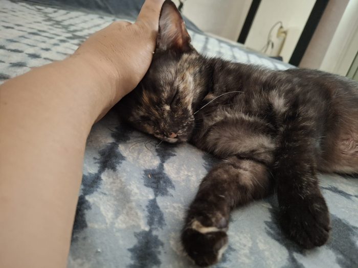 Dolcissima, 9 mesi, sana, abituata in casa