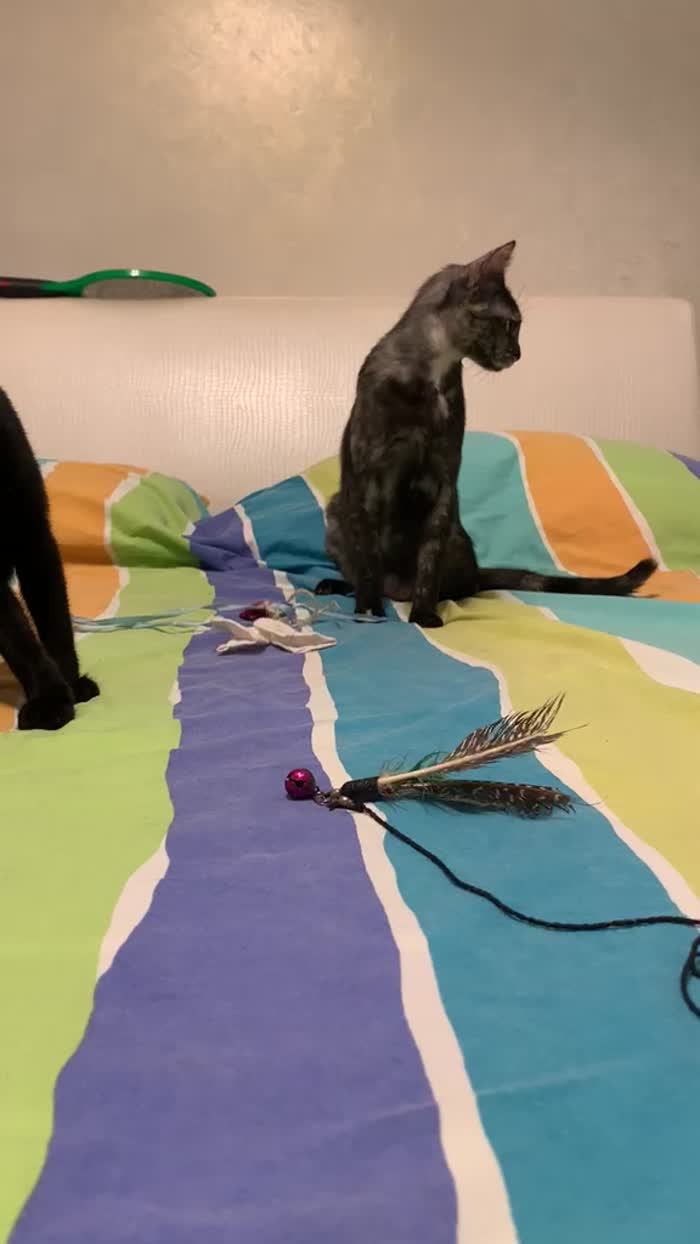 Dolcissima, 9 mesi, sana, abituata in casa - media 8