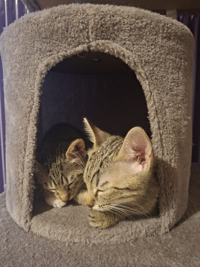 Gattine dolcissime cercano casa
