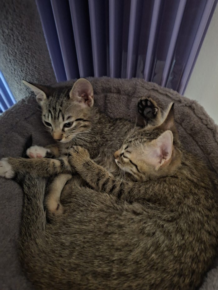 Gattine dolcissime cercano casa