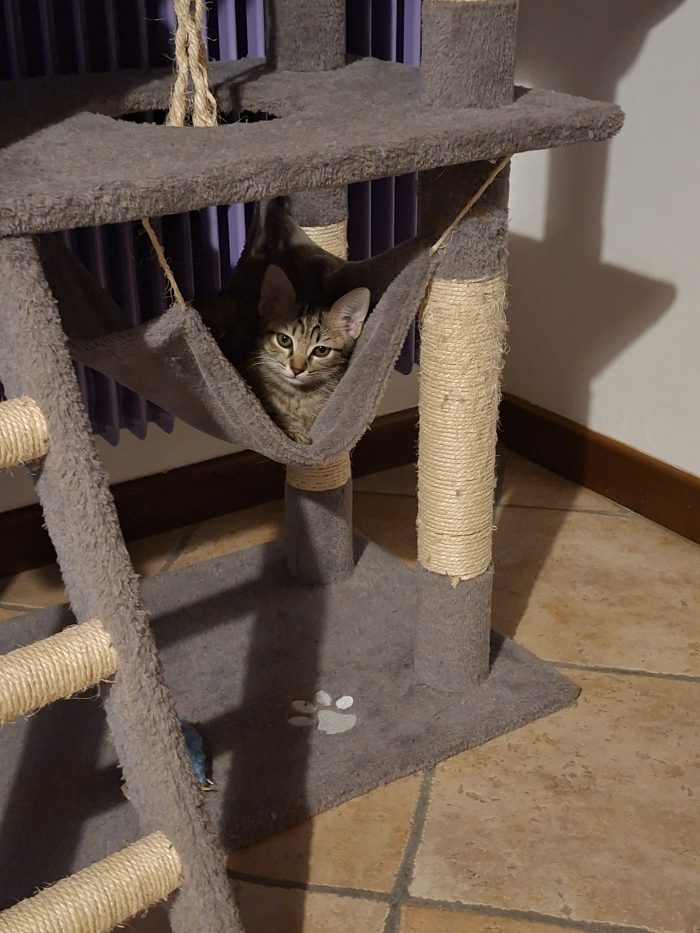 Gattine dolcissime cercano casa