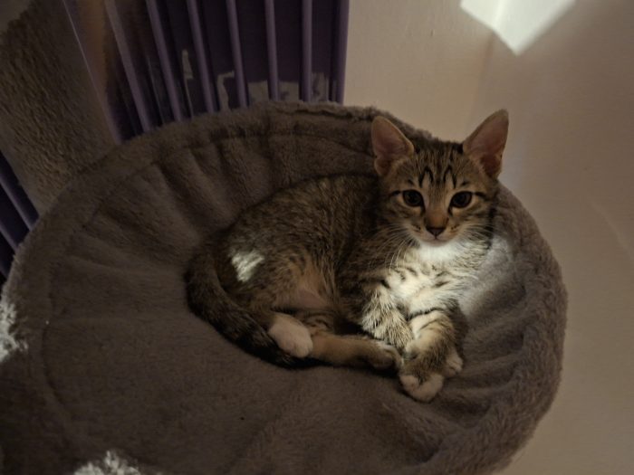 Gattine dolcissime cercano casa - media 4