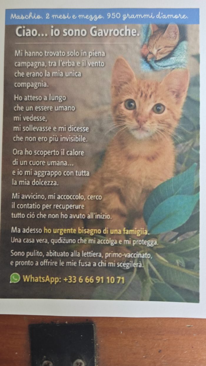 Regalo gattino maschio, 2 mesi e mezzo, 950 g di amore.Ciao…