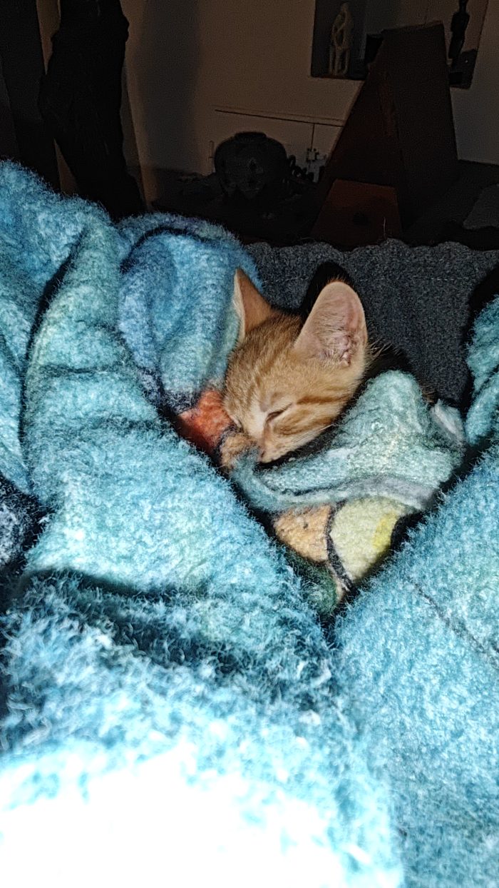 Regalo gattino maschio, 2 mesi e mezzo, 950 g di amore.Ciao…