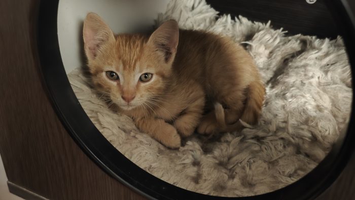 Regalo gattino maschio, 2 mesi e mezzo, 950 g di amore.Ciao…