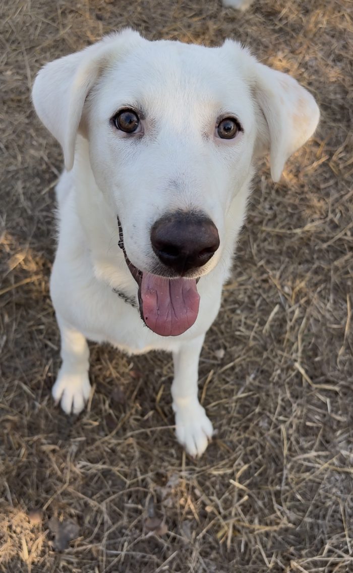 Alaska Simil Labrador