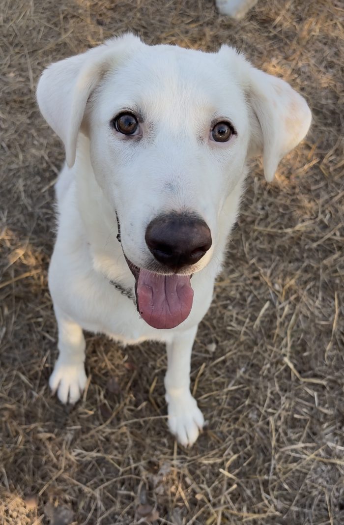 Alaska Simil Labrador