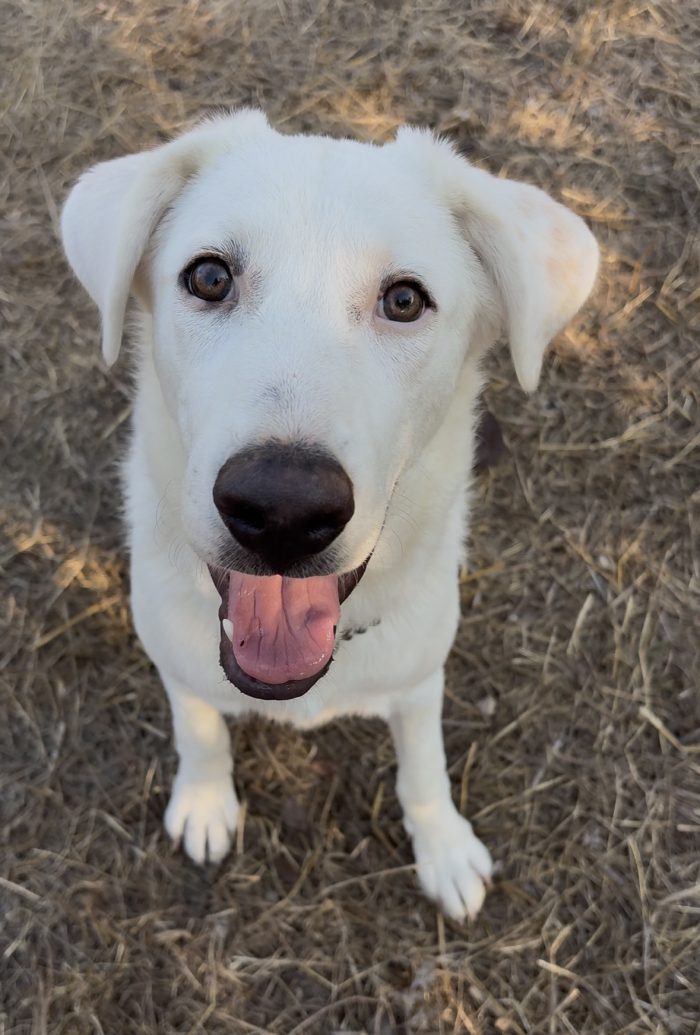 Alaska Simil Labrador