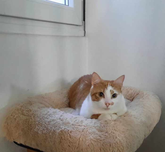 Mirtillo micio di 4 anni