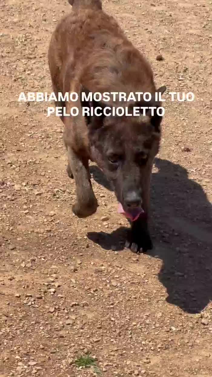 Disperatamente cerco adozione