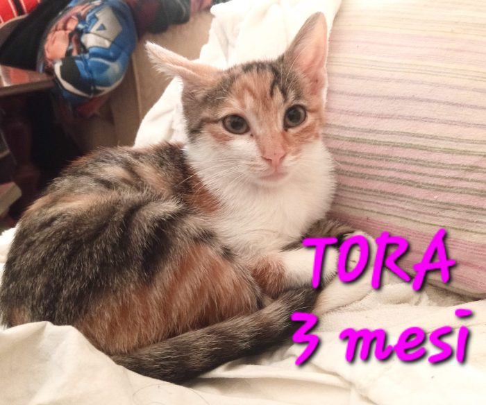 Tora cerca casa