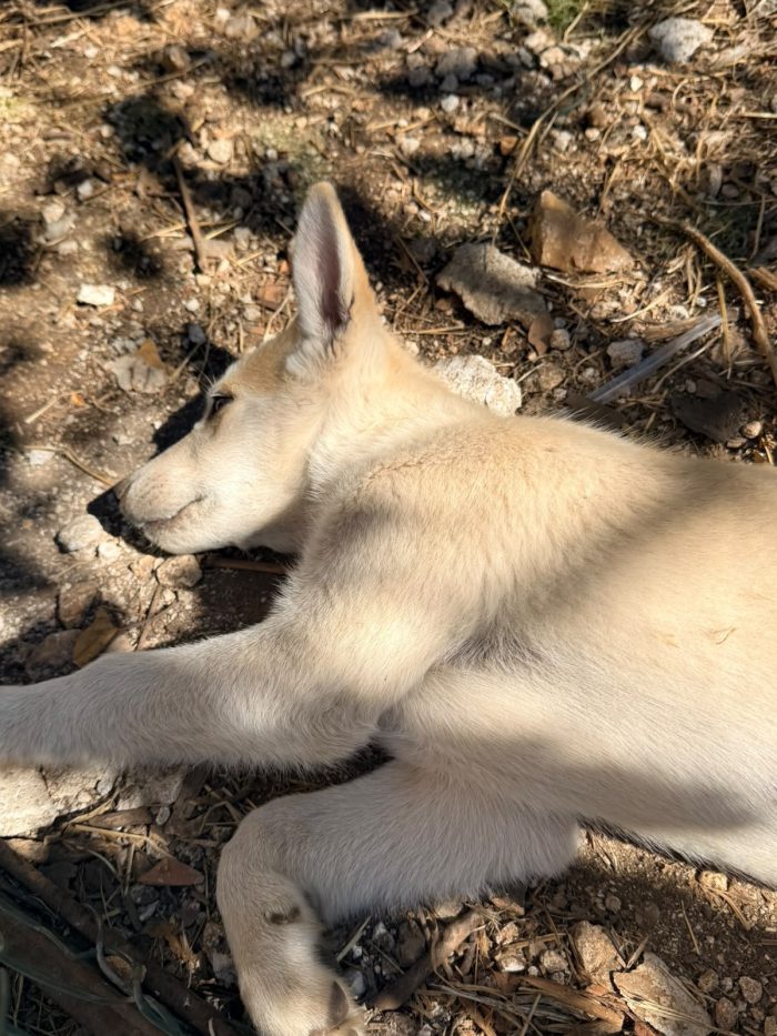Jimmy meraviglioso cucciolo mix husky