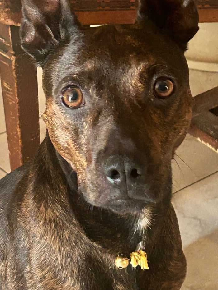 Tigratino 4anni kg12/13 grandi orecchio muso da molossino mignon! CASERTA - media 9