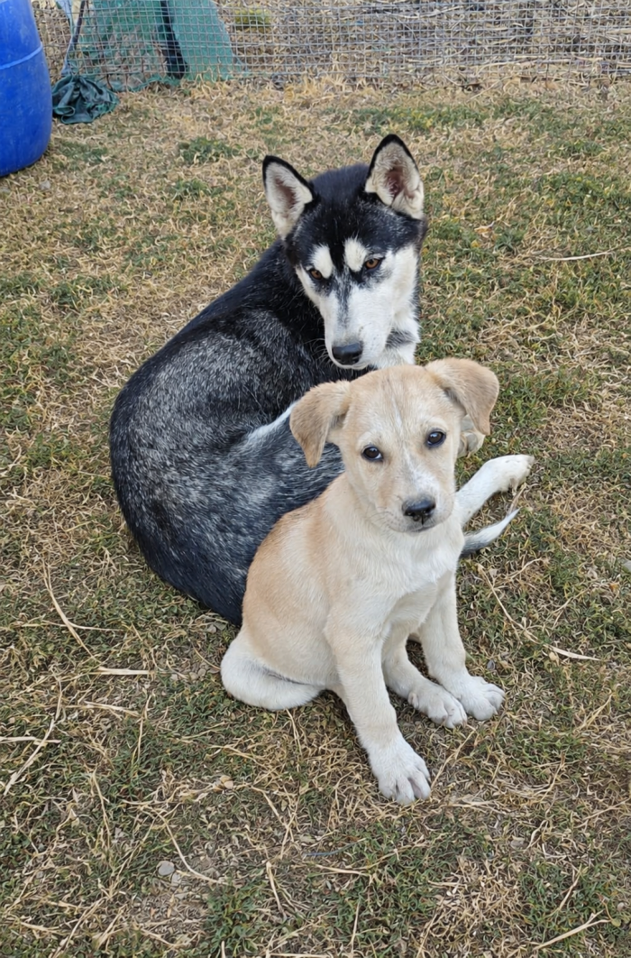 Cucciola di 3 mesi