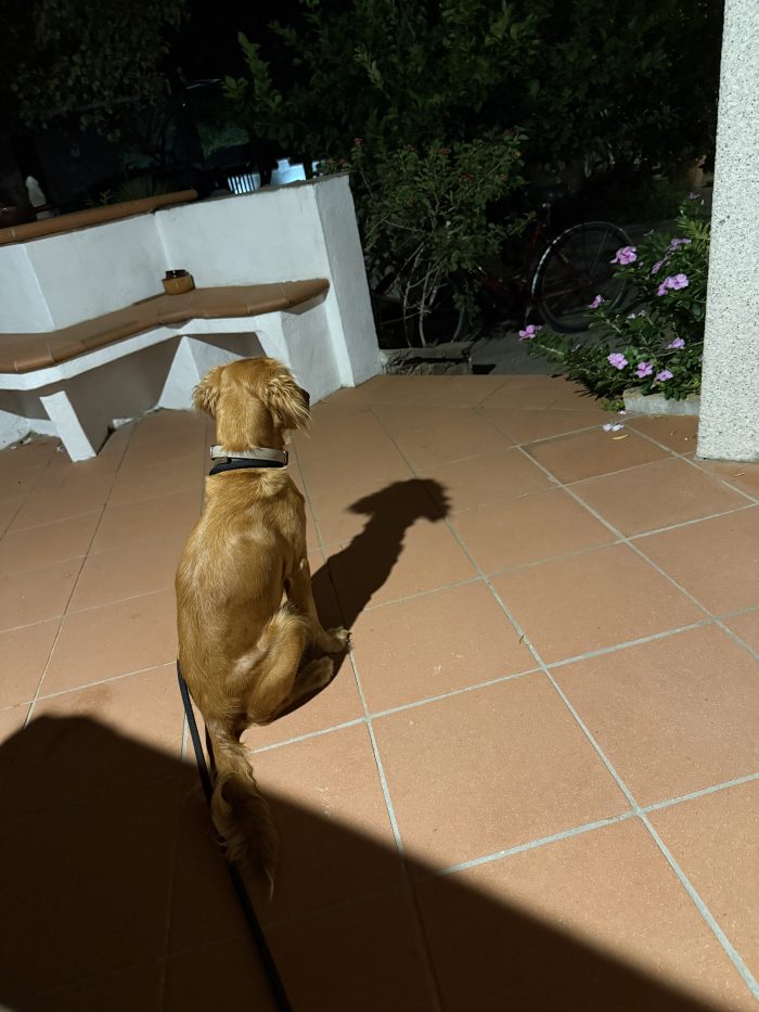 Maya cerca una famiglia paziente
