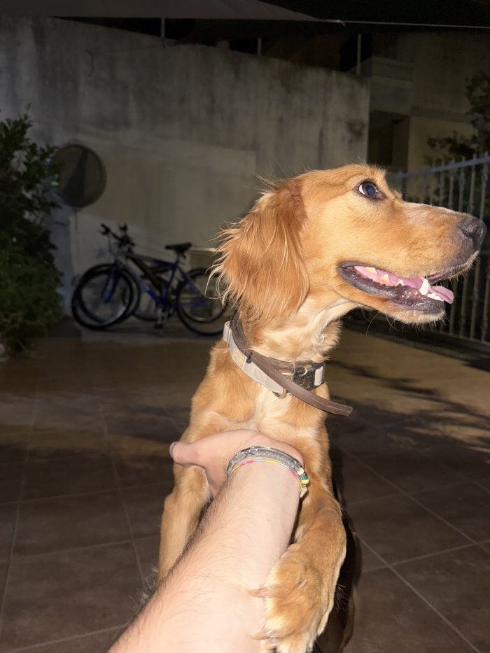Maya cerca una famiglia paziente - media 4