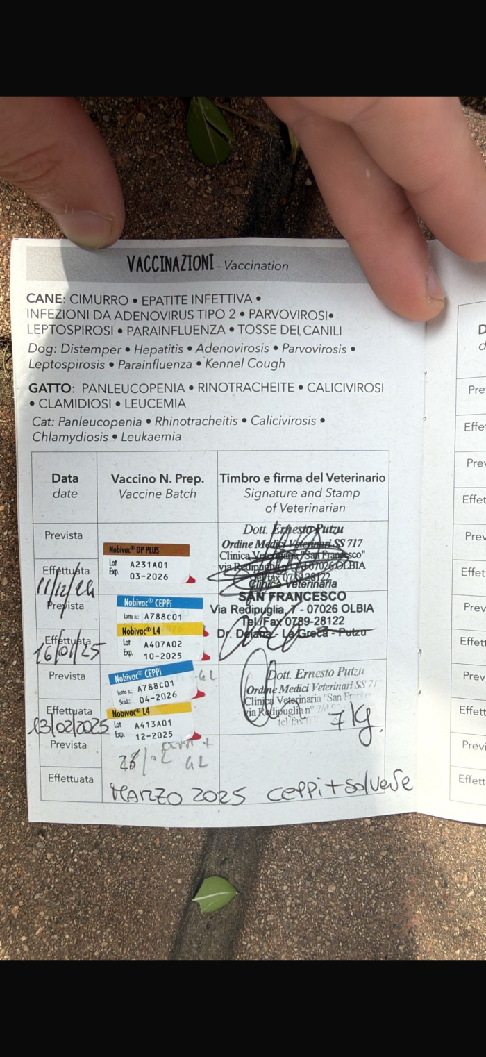 Maya cerca una famiglia paziente - media 5