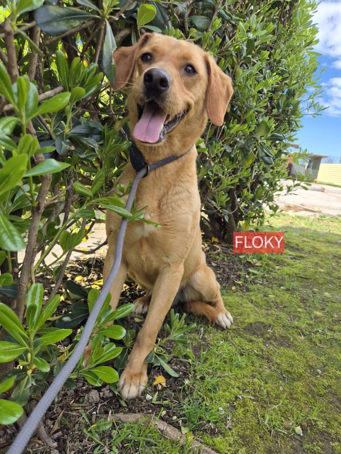 Floky splendido giovane simil Segugio cerca casa