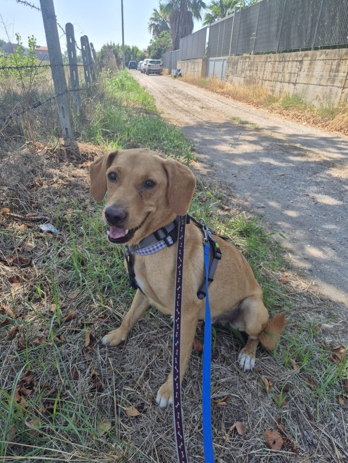 Floky splendido giovane simil Segugio cerca casa