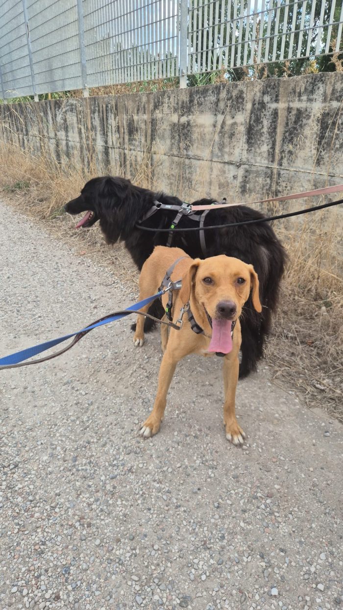 Floky splendido giovane simil Segugio cerca casa