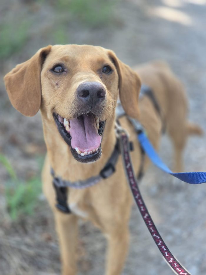 Floky splendido giovane simil Segugio cerca casa - media 4