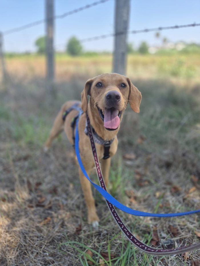 Floky splendido giovane simil Segugio cerca casa - media 5