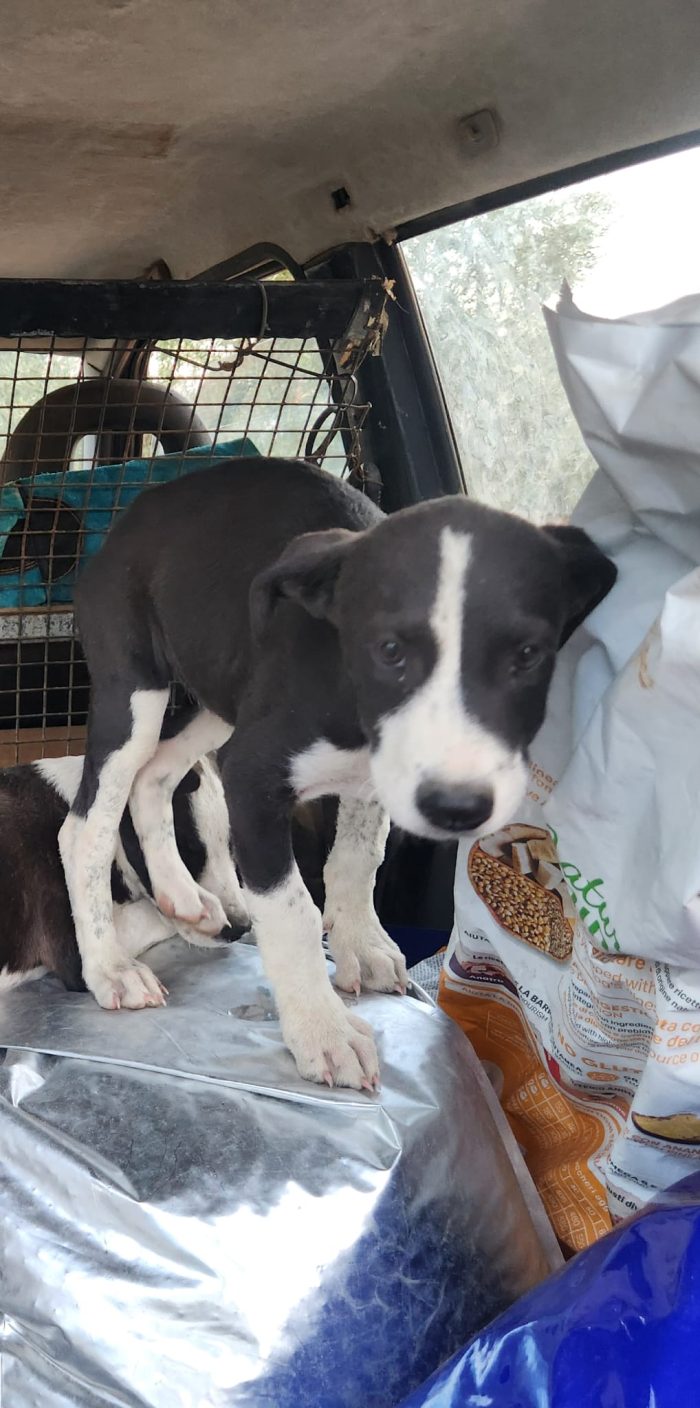 3femmine sui 3mesi tg media salvate HELP COSENZA - media 4
