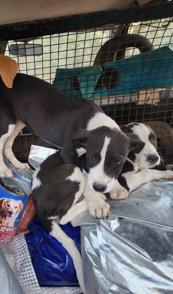 3femmine sui 3mesi tg media salvate HELP COSENZA - media 5