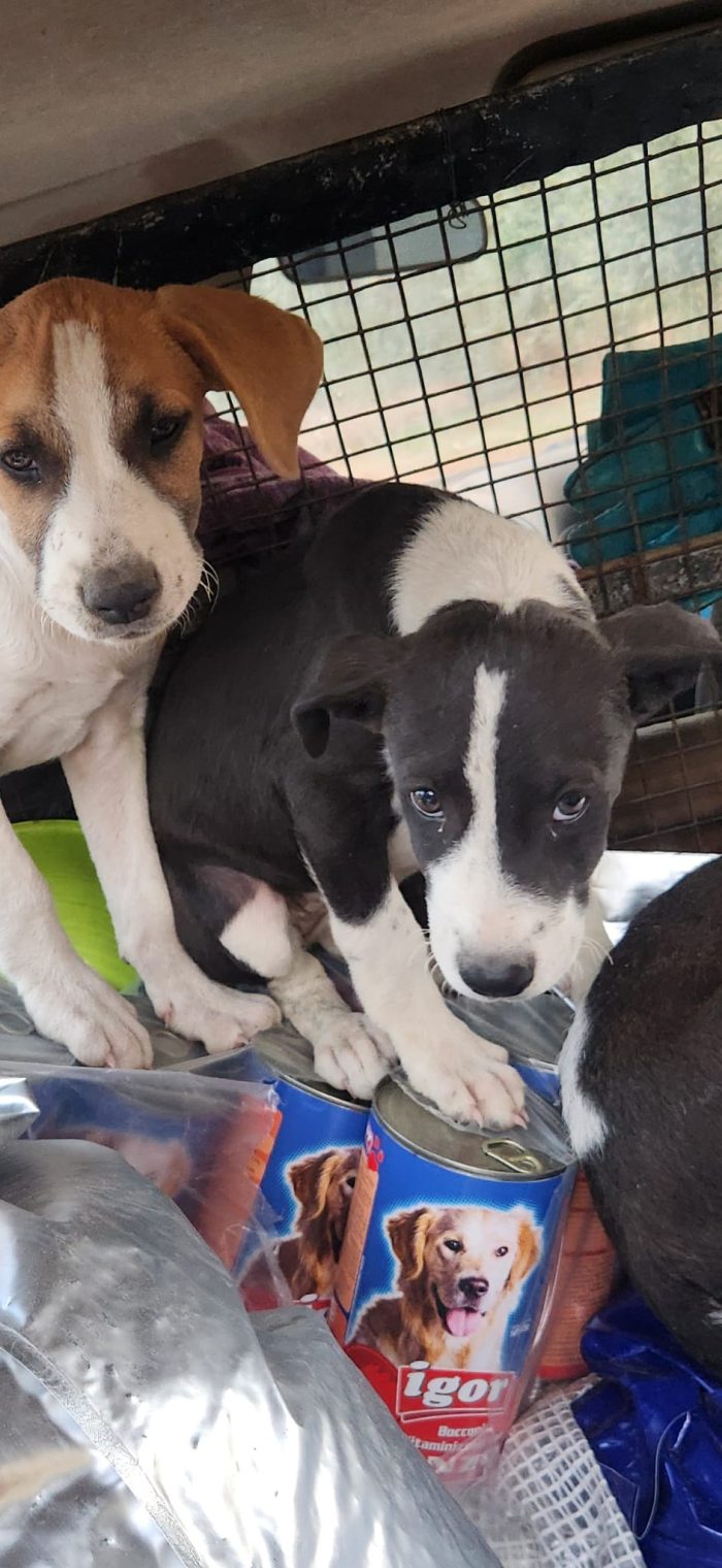 3femmine sui 3mesi tg media salvate HELP COSENZA - media 8