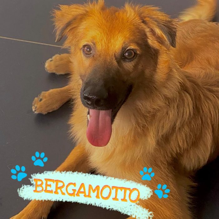 Bergamotto aspetta la sua opportunità