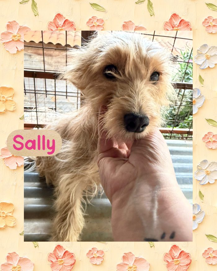 💖🐾 Sally meravigliosa cagnolina taglia piccola in adozione