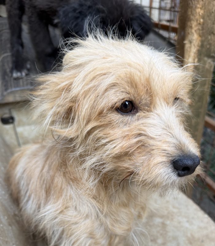 💖🐾 Sally meravigliosa cagnolina taglia piccola in adozione