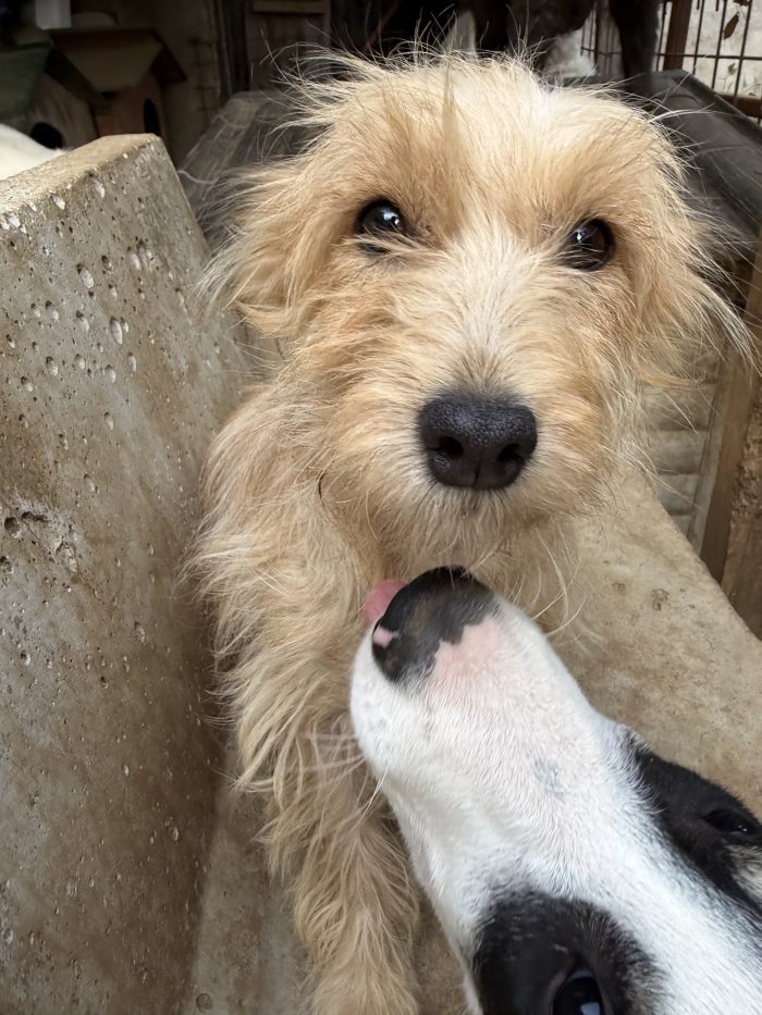 💖🐾 Sally meravigliosa cagnolina taglia piccola in adozione