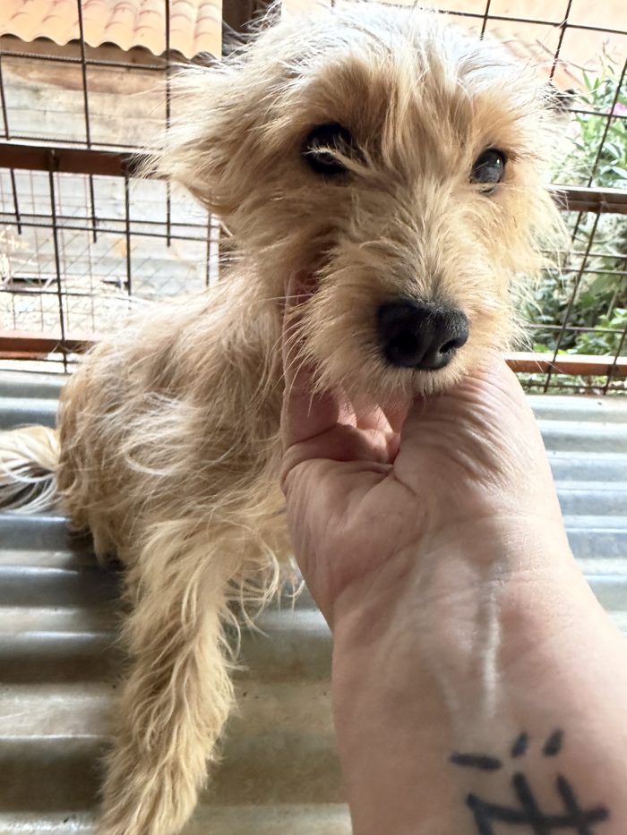 💖🐾 Sally meravigliosa cagnolina taglia piccola in adozione - media 4